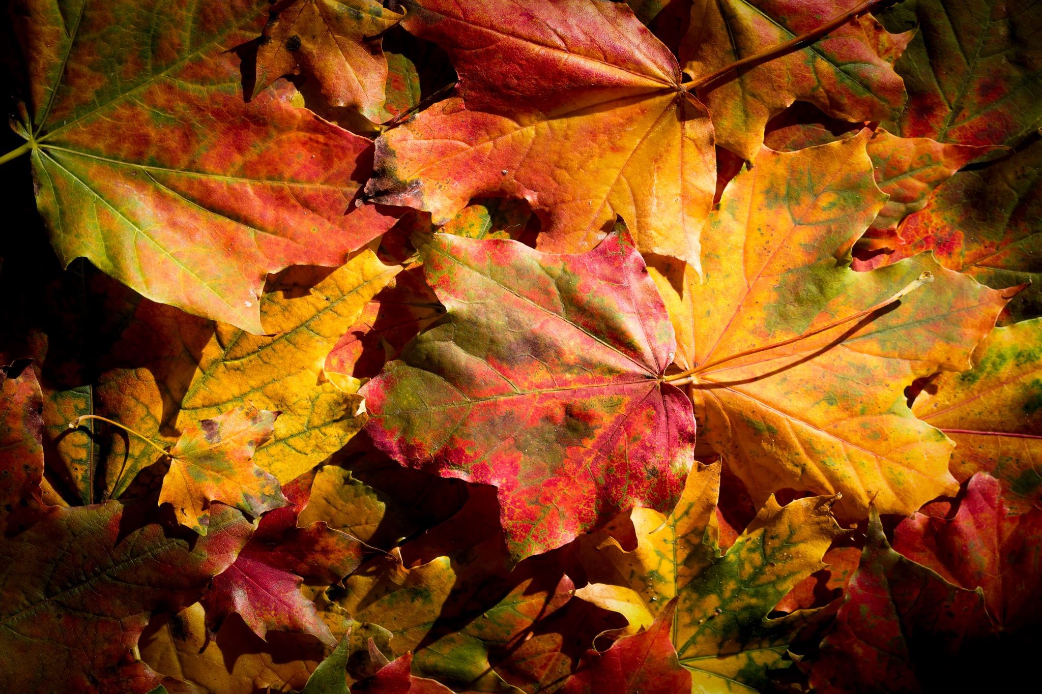 fall festival events fall leaves