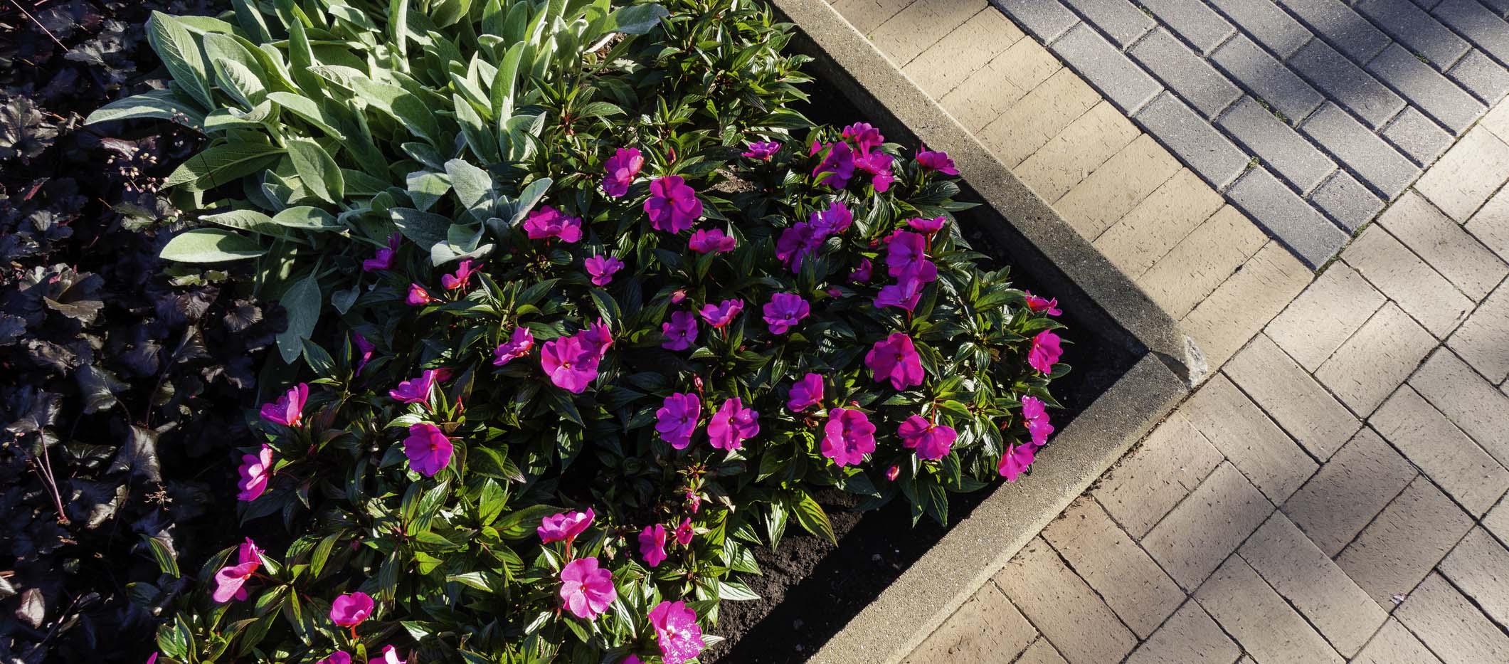Pink impatiens in a flower bed beside a brick walkway